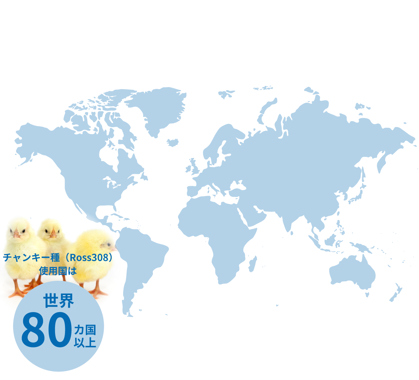 チャンキー種（Ross308）使用国は世界80ヵ国以上